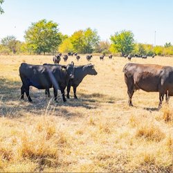 Express Ranches