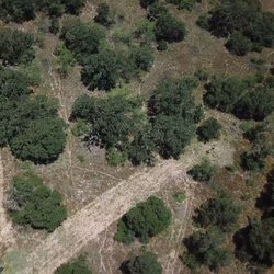 Drones Over Texas