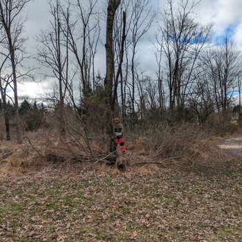 Reverie Tree Experts - Tree Services Near Me - Chalfont, Pennsylvania Reverie Tree Experts - Tree Services Near Me - Chalfont, Pennsylvania