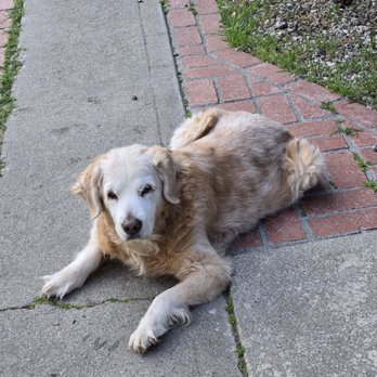 Dr Marchi - Pet Euthanasia at Home - Pet Services Near Me - Long Beach, California