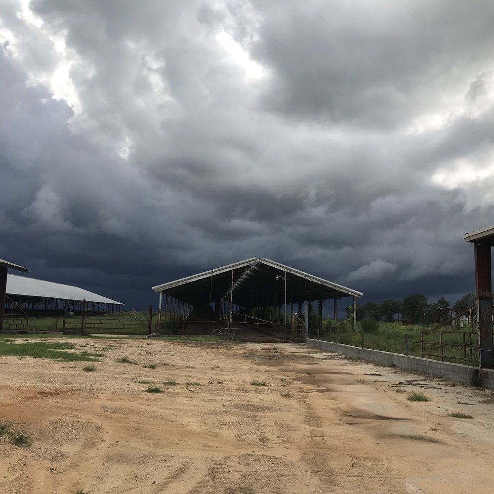 Working Cows Dairy - Great hospitality at this organic farm!! - Attraction Farms Near Me - Slocomb, Alabama Working Cows Dairy - Great hospitality at this organic farm!! - Attraction Farms Near Me - Slocomb, Alabama