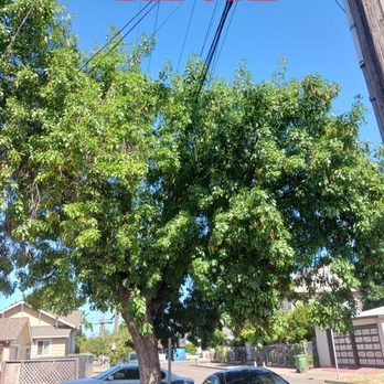 Vega's Tree Service - BEFORE - Tree Services Near Me - Brentwood, California Vega's Tree Service - BEFORE - Tree Services Near Me - Brentwood, California