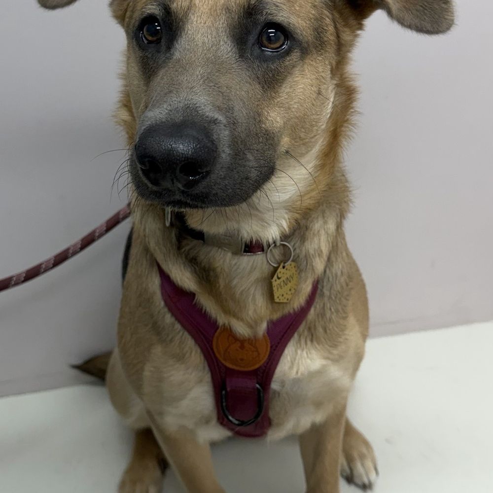 GoodVets Coconut Grove - Veterinarians Near Me - Miami, Florida GoodVets Coconut Grove - Veterinarians Near Me - Miami, Florida