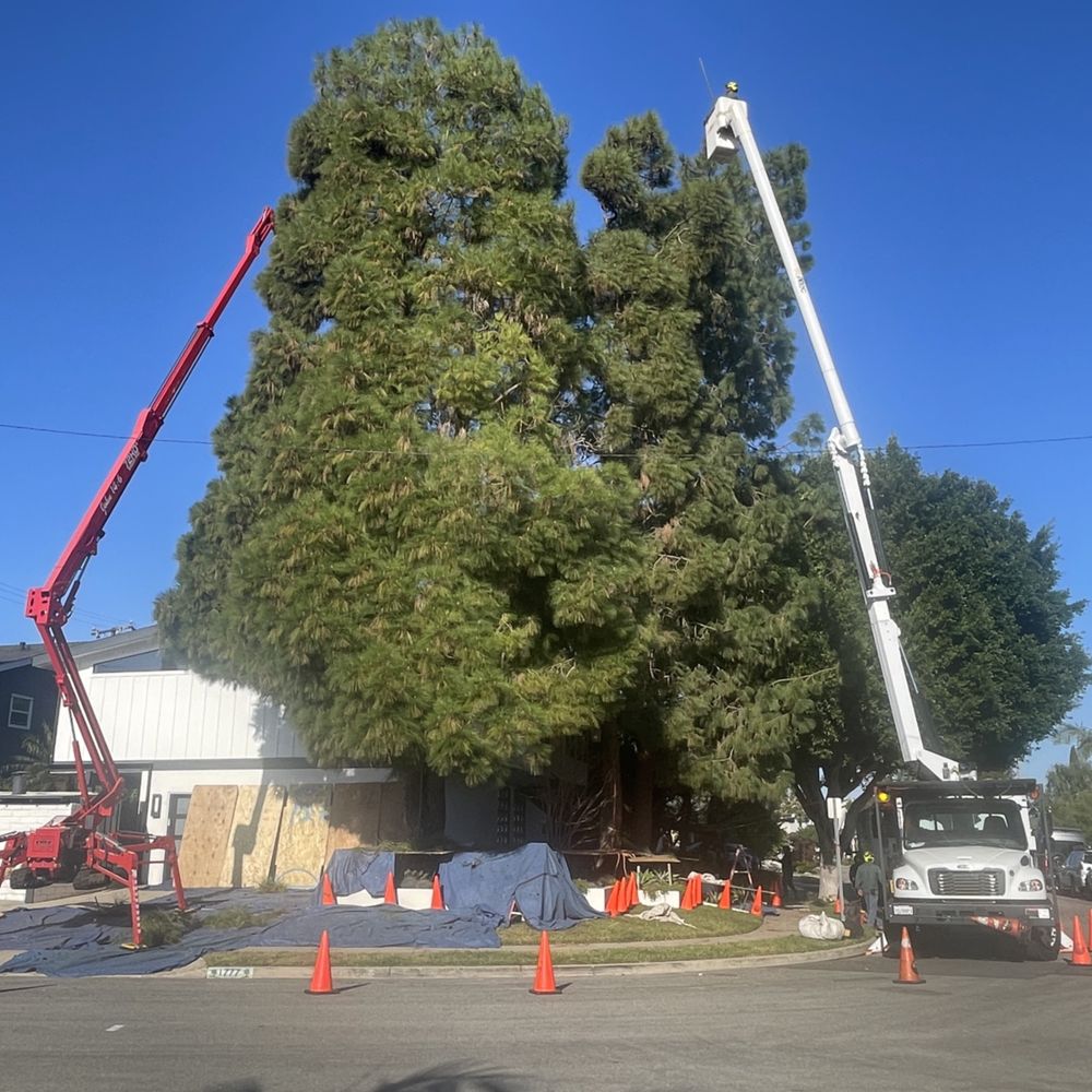 Before thinning of pine trees... Before thinning of pine trees...
