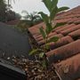 Photo of Gutter Sweeps