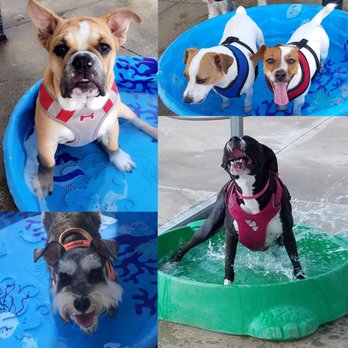 The Green K9 - Pet Stores Near Me - Mt Dora, Florida