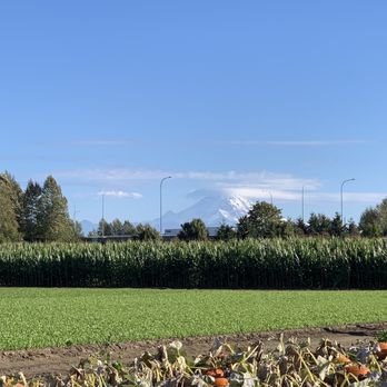 Carpinito Brothers Pumpkin Patch - Farmers Market Near Me - Kent, Washington Carpinito Brothers Pumpkin Patch - Farmers Market Near Me - Kent, Washington