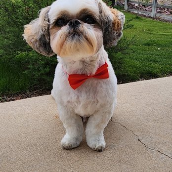 Pawlished Pups - We loves Heidi!!! - Pet Groomers Near Me - Palmer Lake, Colorado Pawlished Pups - We loves Heidi!!! - Pet Groomers Near Me - Palmer Lake, Colorado