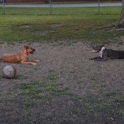 Wicker Memorial Park Dog Run - Tired pups