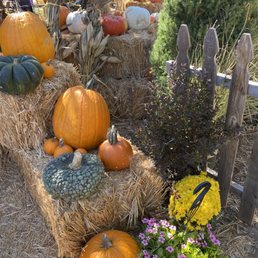 Pumpkin display Pumpkin display