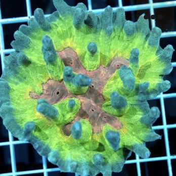 Frank Aquariums - We receive corals, fish and invertebrates every week - Aquarium Services Near Me - Hialeah, Florida Frank Aquariums - We receive corals, fish and invertebrates every week - Aquarium Services Near Me - Hialeah, Florida