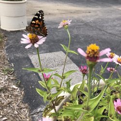 Bancroft Street Market - The happiest place for the butterflies