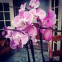 Photo of Maison des Fleurs