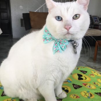 Moises Mobile Grooming - Sugar looking like refined sugar rather then like pepper lol - Pet Groomers Near Me