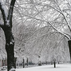 Snow covered Fulton Park.
