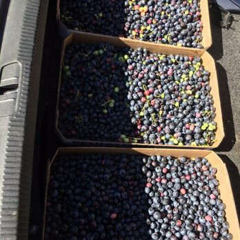 Cottage Gardens Blueberry Farm 12 Photos Local Flavor 14510