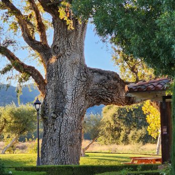 Brassfield Estate - 450-500 year old valley oak tree - Venues & Event Spaces Near Me - Clearlake Oaks, California Brassfield Estate - 450-500 year old valley oak tree - Venues & Event Spaces Near Me - Clearlake Oaks, California