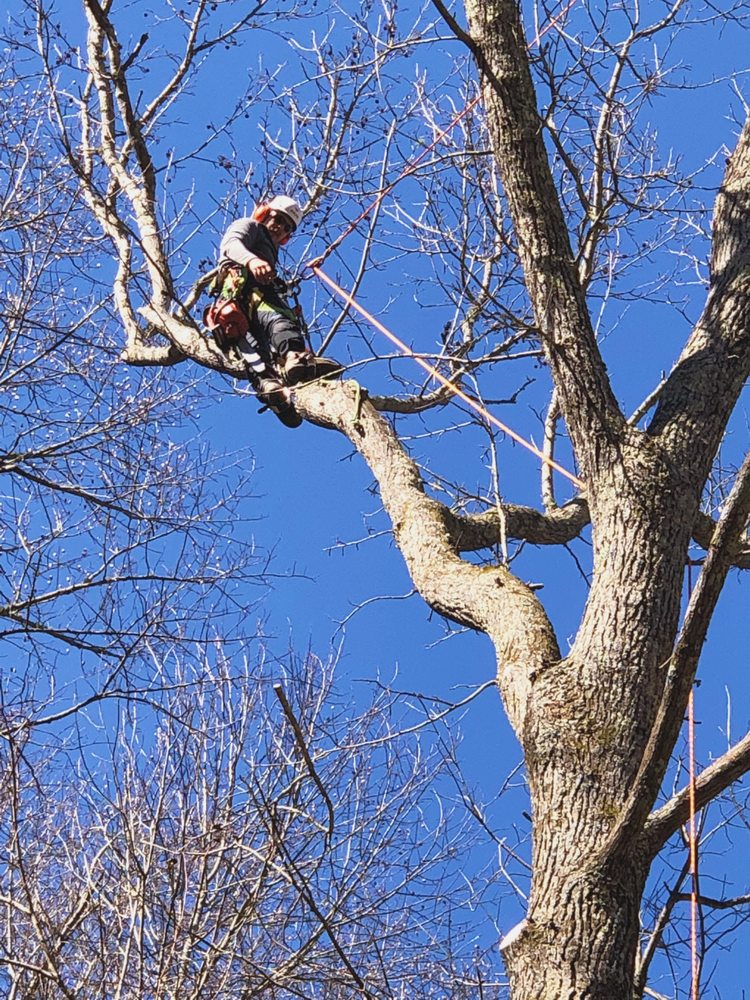 BONIFACE ARBOR WORKS Updated June 2024 Cleveland, Tennessee Tree