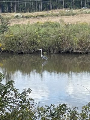 Blackwater National Wildlife Refuge by null