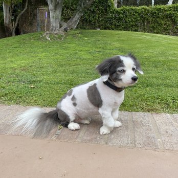 Charspets Mobile Grooming - Pet Groomers Near Me