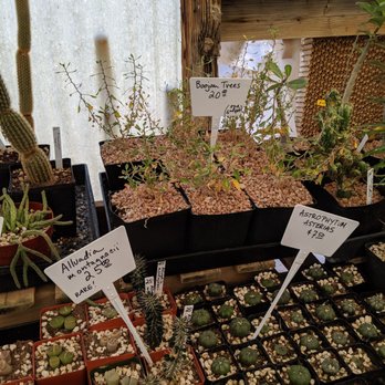 Bach's Cactus Nursery - Nurseries & Gardening Near Me - Tucson, Arizona