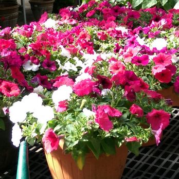 Carpinito Brothers - Perfect on the back patio and near the front door. - Nurseries & Gardening Near Me - Kent, Washington