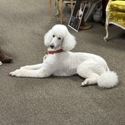 THE PINK POODLE - Updated September 2025 - 48 Photos & 64