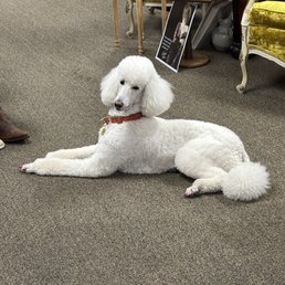 POODLE MIDI COAT BD1921-3A-29 ピンク Free Pink Poodle Perfection Image | Download at StockCake