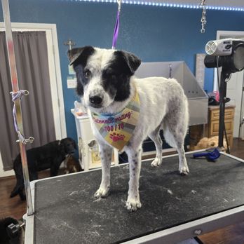 Doggy Doo's Grooming - Pet Groomers Near Me Doggy Doo's Grooming - Pet Groomers Near Me