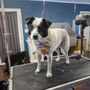 Photo of Doggy Doo's Grooming