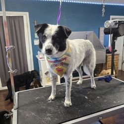 Doggy Doo's Grooming