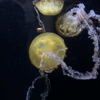 Shedd Aquarium - Jellyfish - Aquariums Near Me - Chicago, Illinois