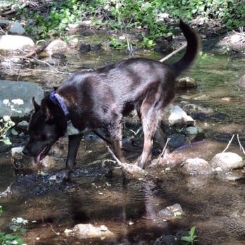 Sturtevant Falls - Luna splashing in the water - Hiking Near Me Sturtevant Falls - Luna splashing in the water - Hiking Near Me