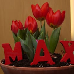 Max Hotel garni