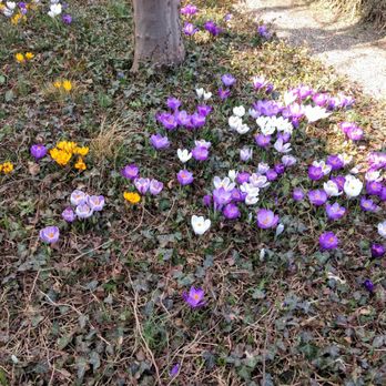 Rosengarten - Neue Residenz - Crocuses announce the arrival of Spring - Parks Near Me - Bamberg, BY