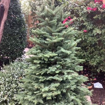 Jamboree Trees - My Christmas tree after a wash. - Christmas Trees Near Me - Dana Point, California Jamboree Trees - My Christmas tree after a wash. - Christmas Trees Near Me - Dana Point, California