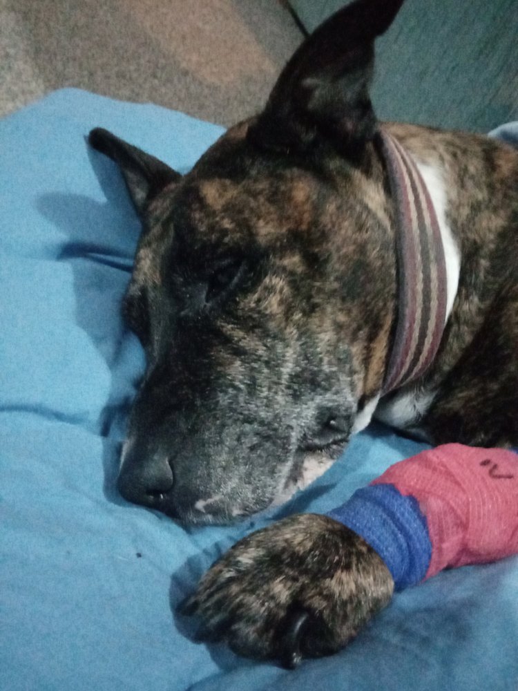 LONDON ROAD VETS Updated October 2024 47 London Road, Colchester, Essex, United Kingdom