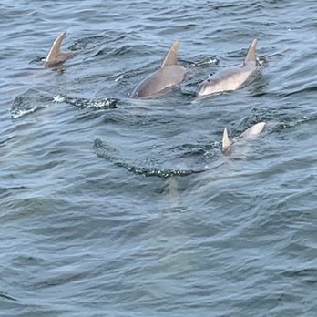 Dolphin Express - Boat Charters Near Me - Pensacola Beach, Florida