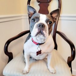 Pine Street Animal Hospital - Sylvia