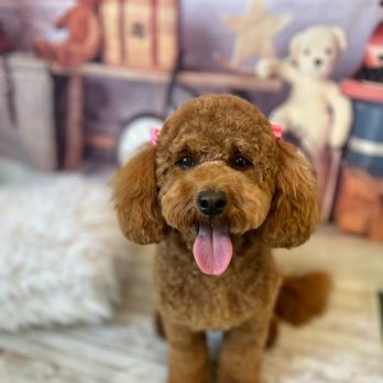 Under One Woof - Daisy at her photo shoot - Pet Groomers Near Me - Alameda, California Under One Woof - Daisy at her photo shoot - Pet Groomers Near Me - Alameda, California