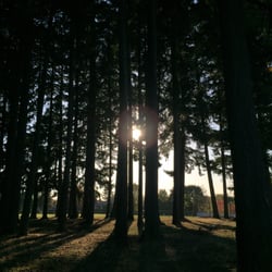 North Gresham Park - Lovely tall trees!