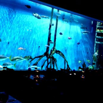 RumFish Grill - Large tank at Rumfish grill - Seafood Near Me - St Pete Beach, Florida RumFish Grill - Large tank at Rumfish grill - Seafood Near Me - St Pete Beach, Florida