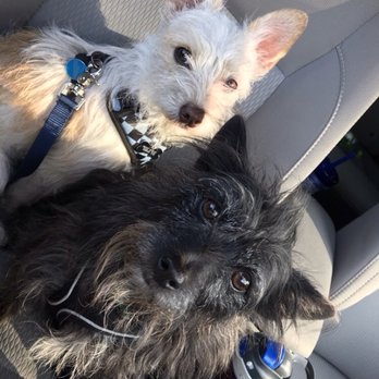 FRONT STREET ANIMAL SHELTER - Updated August 2025 - 422 Photos & 375