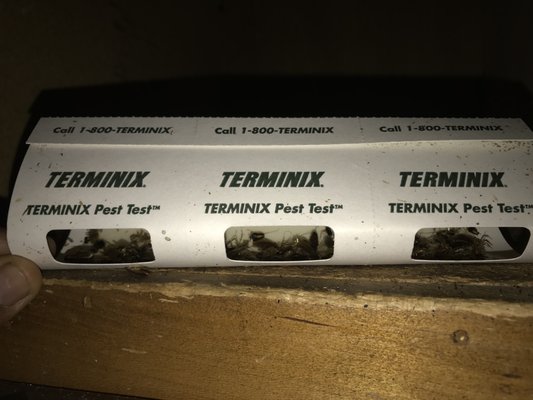 Terminix Insect Bee TERMINIX - Updated April 2026 - 35 Photos & 66 Reviews - 4820 Clark ...