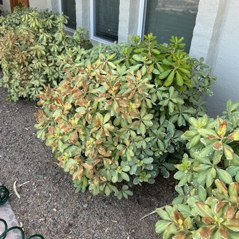 Divine Design Landscaping - Bushes with variegated green and brown leaves are planted along the exterior wall of a house, which has three white-framed windows. The ground around the bushes is covered with soil, and a small green plastic fence borders the planting area. The house wall is painted light gray, and the windows have closed blinds. The scene appears to be part of a landscaped garden or yard area. - Landscaping Near Me - Phoenix, Arizona