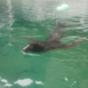 Seattle Aquarium - Sea Lions, fast - Aquariums Near Me - Seattle, Washington Seattle Aquarium - Sea Lions, fast - Aquariums Near Me - Seattle, Washington