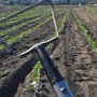 Photo of Solidarity Farm