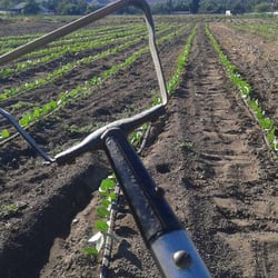 Solidarity Farm - Tools of the trade...no herbicides at this farm!