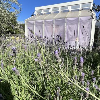 Olive + Lavender Farms - Attraction Farms Near Me - Los Olivos, California Olive + Lavender Farms - Attraction Farms Near Me - Los Olivos, California