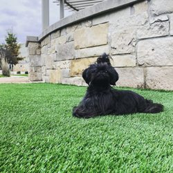 Lone Star Turf - Artificial turf designed to be safe for your beloved animal friends.